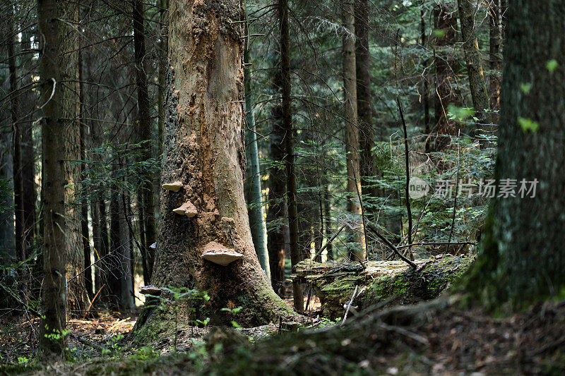 欧洲银杉(Abies alba)